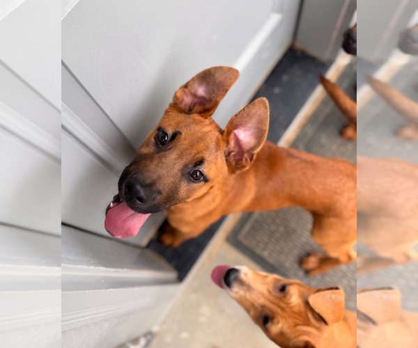 Medium Photo #7 Labrador Retriever-Unknown Mix Puppy For Sale in Holly Springs, NC, USA