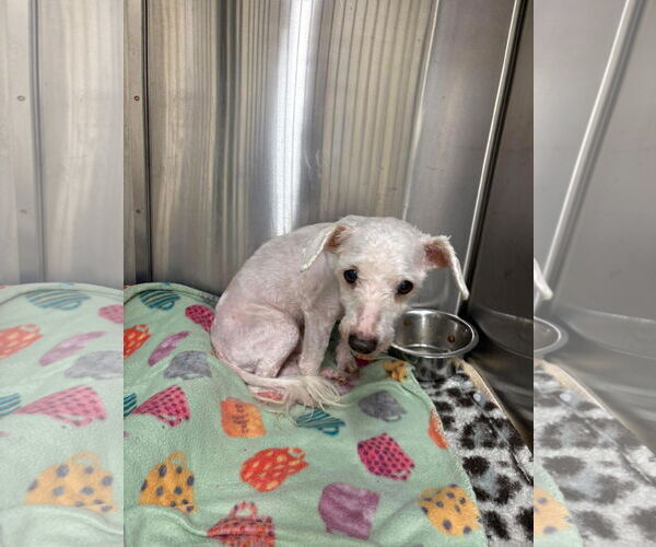 Medium Photo #13 Dachshund Puppy For Sale in Rootstown, OH, USA