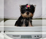 Small #4 Yorkshire Terrier
