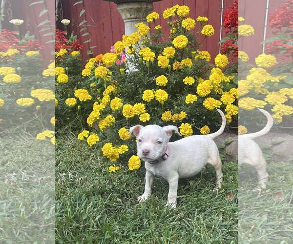 Medium Photo #2 Staffordshire Bull Terrier-Unknown Mix Puppy For Sale in pomfret, CT, USA