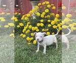 Small #1 Staffordshire Bull Terrier Mix