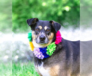 Mutt Dogs for adoption in Unionville, PA, USA