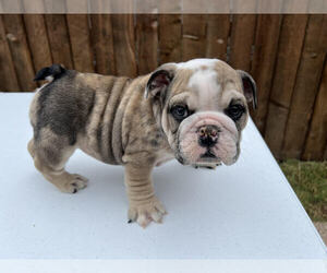 English Bulldog Puppy for sale in SAN ANTONIO, TX, USA