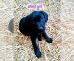 Small #3 Labrador Retriever