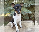 Small #1 Rat Terrier