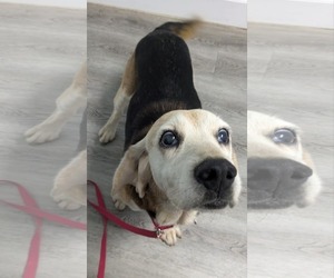 Beagle Dogs for adoption in Dunnellon, FL, USA