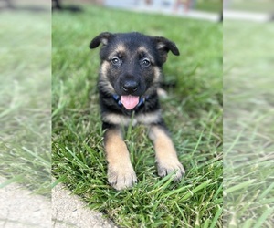 German Shepherd Dog Puppy for sale in NOTTINGHAM, MD, USA