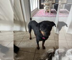 Small #4 Rottweiler