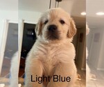 Small Photo #5 Golden Retriever Puppy For Sale in CORONA, CA, USA