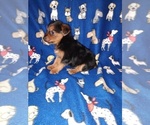 Small #6 YorkiePoo