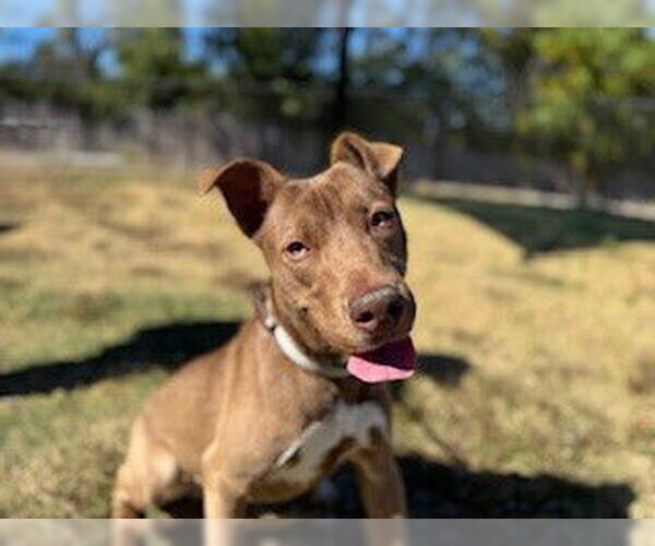 Medium Photo #2 Siberian Husky-Unknown Mix Puppy For Sale in Temple, TX, USA