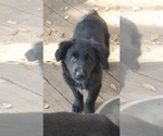 Small Photo #6 Australian Shepherd Puppy For Sale in SAN ANTONIO, TX, USA