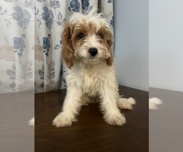 Medium Photo #18 Cavapoo-Poodle (Miniature) Mix Puppy For Sale in DURHAM, CT, USA