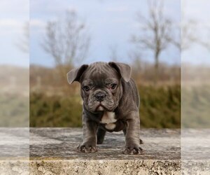 French Bulldog Puppy for sale in METUCHEN, NJ, USA