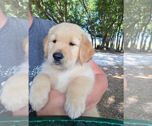 Golden Retriever Puppy for sale in PLANT CITY, FL, USA