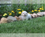 Puppy Macaroni Bichon Frise