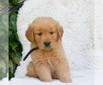 Small #3 Golden Retriever