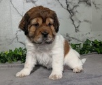 Small Photo #3 Cocker-Pei Puppy For Sale in GOSHEN, IN, USA