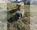 Puppy Puppy 8 Cane Corso