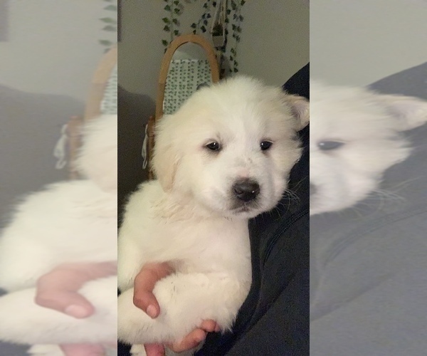 Medium Photo #3 Great Pyrenees Puppy For Sale in PERRY, IA, USA