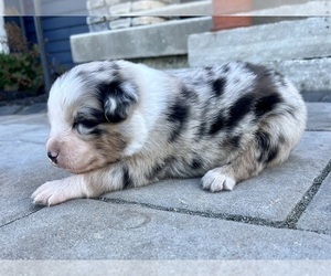 Australian Shepherd Puppy for sale in LODA, IL, USA
