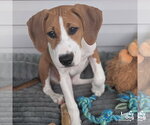 Small #2 Retriever  Mix