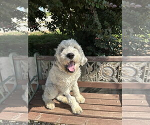 Poodle (Standard) Dogs for adoption in Pacolet, SC, USA