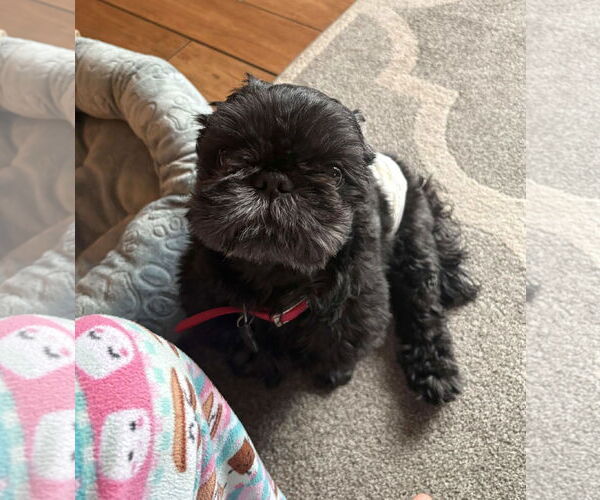 Medium Photo #1 Shih Tzu Puppy For Sale in Cliffwood, NJ, USA