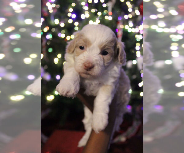 Medium Photo #2 Poovanese Puppy For Sale in LOUISVILLE, KY, USA