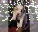 Small Photo #17 Poovanese Puppy For Sale in LOUISVILLE, KY, USA