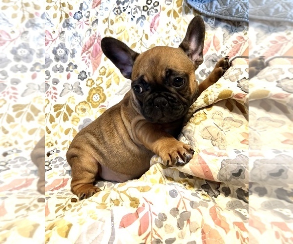 Medium Photo #3 French Bulldog Puppy For Sale in HUDSON, CO, USA