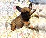 Small Photo #3 French Bulldog Puppy For Sale in HUDSON, CO, USA