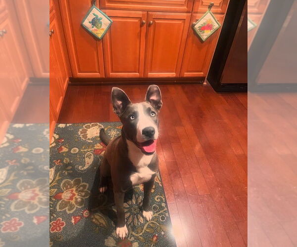 Medium Photo #1 Siberian Husky-Unknown Mix Puppy For Sale in Dana Point, CA, USA