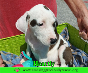 Heartly - Female American Bulldog-Unknown Mix Dog for Adoption - Photo #6