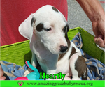 Small Photo #6 American Bulldog-Unknown Mix Puppy For Sale in Milton, FL, USA