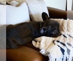 Puppy Prince French Bulldog