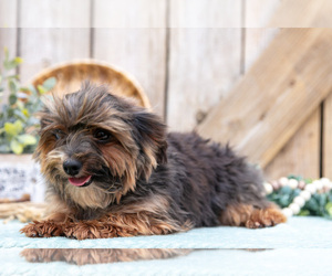 Father of the Yorkshire Terrier puppies born on 04/06/2025