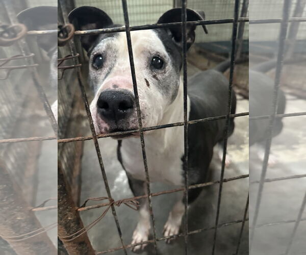 Medium Photo #2 American Staffordshire Terrier-Unknown Mix Puppy For Sale in Jackson, MS, USA