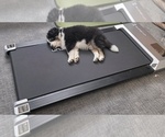 Small #4 Miniature Australian Shepherd