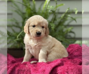 Medium Golden Retriever