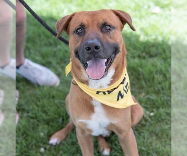 Medium Photo #2 Boxer-Unknown Mix Puppy For Sale in San Diego, CA, USA