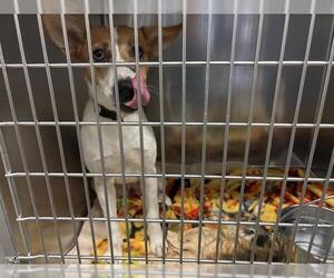 Mutt Dogs for adoption in Waco, TX, USA