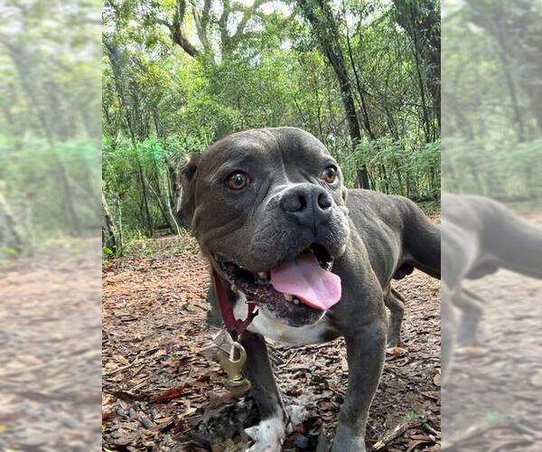 Medium Photo #2 American Staffordshire Terrier-Unknown Mix Puppy For Sale in Tallahassee, FL, USA