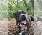 Small #1 American Staffordshire Terrier Mix