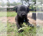 Small #2 Labrador Retriever Mix
