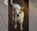 Small Chihuahua Mix