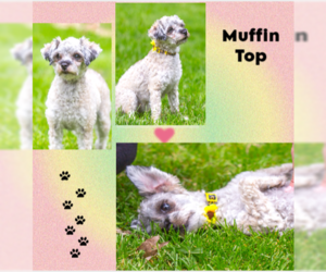 Shih-Poo Dogs for adoption in Farmington, MN, USA