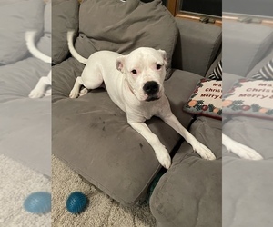 Dogo Argentino Dogs for adoption in NASHUA, NH, USA