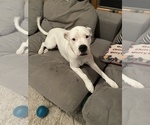 Small Photo #1 Dogo Argentino Puppy For Sale in NASHUA, NH, USA