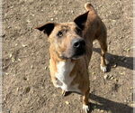 Small #4 Plott Hound Mix